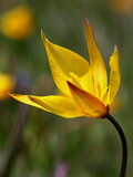 Tulipa silvestris australis