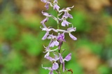 Ibrido Orchis provincialis x Orchis mascula
