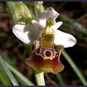 Ophrys holosericea subsp. tetraloniae