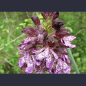 orchis purpurea