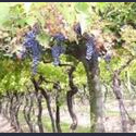 L' uso del Frassino in viticoltura