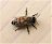 Moria di api in Valpolicella in seguito ai trattamenti nei vigneti